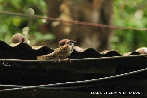 A Eurasian tree sparrow is a passerine bird seen gripping on an electric wire.