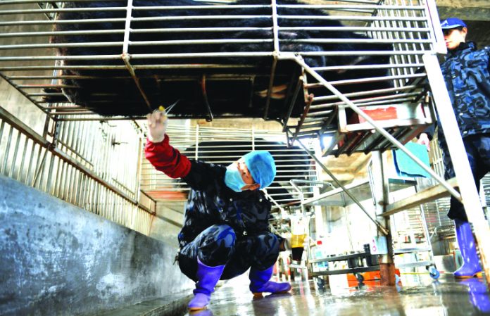 Chinese workers collect bile from a caged bear at a farm in Fujian province. AFP