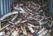 Seized ivory in Malaysia waiting to be destroyed. GETTY IMAGES