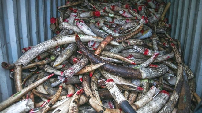 Seized ivory in Malaysia waiting to be destroyed. GETTY IMAGES