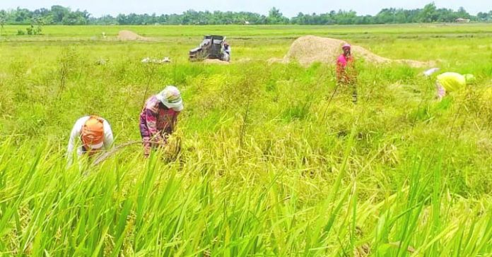 Farmers work on a rice field in this province. The Department of Agriculture in Western Visayas is set to give a P5,000 cash aid to at least 20,488 small rice farmers in Negros Occidental under the Financial Subsidy to Rice Farmers Program. PNA