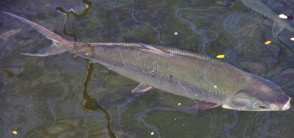 One of the milkfish breeders at SEAFDEC/AQD, now 38 years old and still spawning. Photo by J. GENILZA