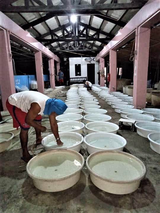 Technicians preparing milkfish fry in white basins for packing and transport to grow-out farms. Photo by MG VICENCIO