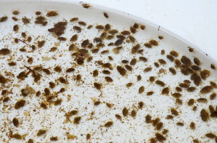 Crablets produced in the mangrove crab hatchery of the Southeast Asian Fisheries Development Center Aquaculture Department in Tigbauan, Iloilo where simple adjustments in feeding and water change doubled crablet production. PHOTO BY DEVCOM SECTION