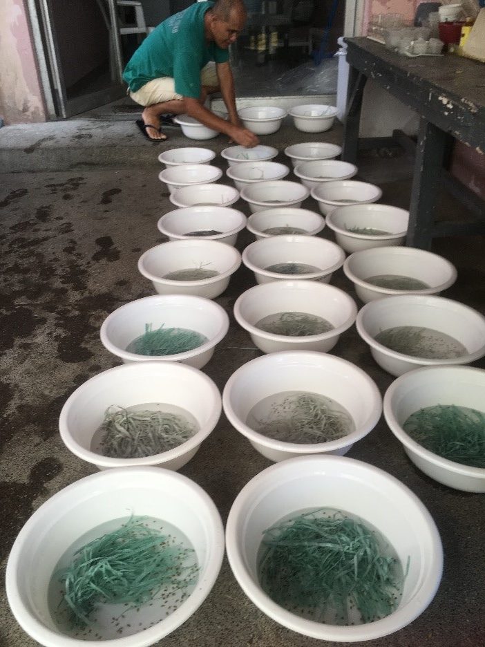 A hatchery staff of the mangrove crab hatchery of the Southeast Asian Fisheries Development Center Aquaculture Department in Tigbauan, Iloilo counts crablets prior to shipping out. PHOTO BY JD HUERVANA