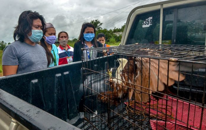 Onlookers make this rescued Brahminy kite or dapay in Bingawan, Iloilo uncomfortable. The dapay was turned over to the Department of Environment and Natural Resources. IAN PAUL CORDERO/PN