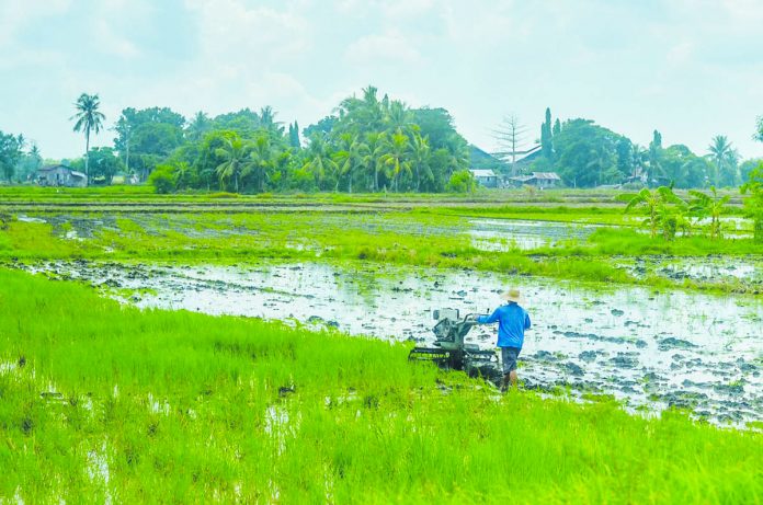 A farmer plows a ricefield in Barangay Cabugao Norte, Santa Barbara, Iloilo in preparation for the next rice planting cycle on May 28, 2020. IAN PAUL CORDERO