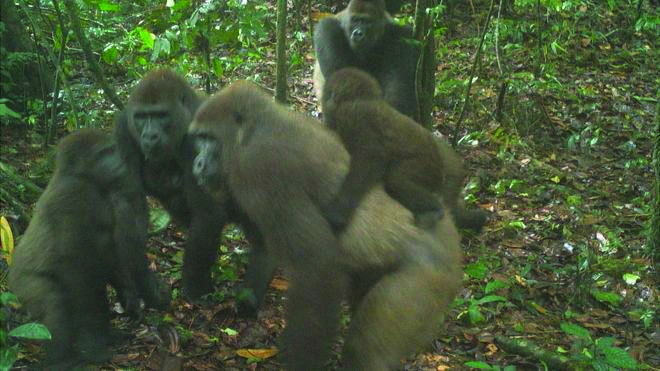 Only 300 Cross River gorillas are known to live in the wild. WCS PHOTO