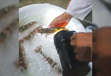 Tiger shrimp being checked for readiness to spawn at the shrimp quarantine facility of the Southeast Asian Fisheries Development Center Aquaculture Department in Tigbauan, Iloilo. SEAFDEC/AQD