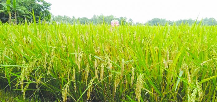 WV palay production up 12.15% for 1st semester