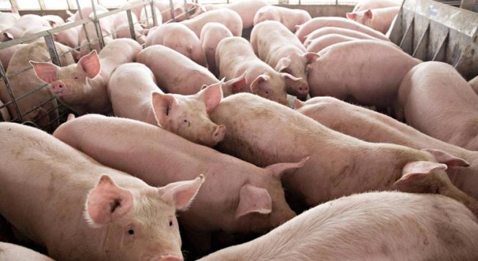 These pigs are being raised in a farm. All the provinces in Western Visayas remain free from African swine fever, according to the Department of Agriculture. BUSINESSWORLD