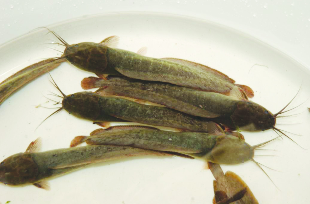 Download Conservation urged to save native catfish