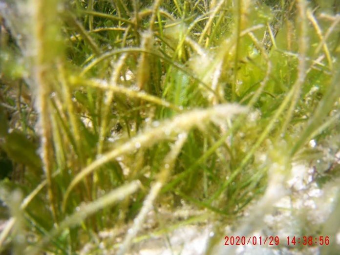 Captured the newly discovered Halophila spinulosa seagrass at Sitio Tambisaan, Manoc-manoc, Malay, Aklan. Photo by Dagatnon Environmental Consulting Services