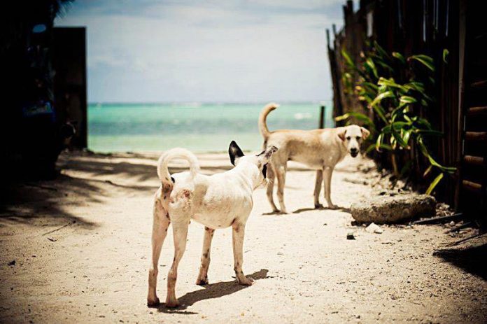 Fifteen stray dogs are regularly transported from Boracay Island to the sanitary landfill in a dog pound Malay town in Aklan every three days, according to municipal agriculturist Municipal Agriculturist Office. BORACAY ANIMAL WELFARE/FB