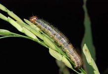 ArmyWorm. Rice Knowledge Bank - International Rice Research Institute