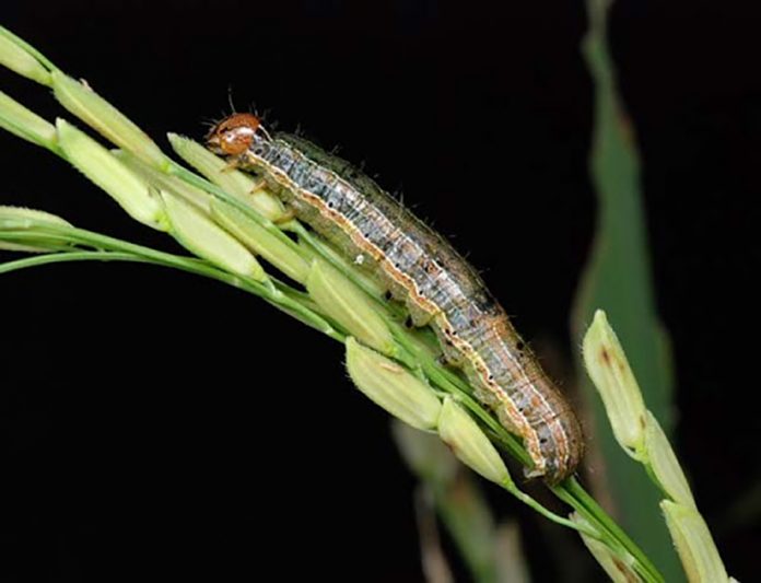 ArmyWorm. Rice Knowledge Bank - International Rice Research Institute