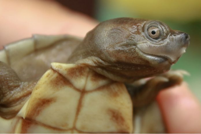 In a photo provided by Myo Min Win, a Burmese roofed turtle hatchling. Females are significantly larger than the males, while the males turn bright colors during breeding season. Myo Min Win, WCS Myanmar via The New York Times