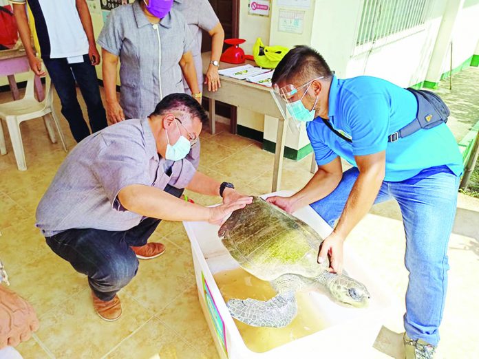 CENRO Bago City staff assists and checks the wound on the hind part of the turned over Olive ridley sea turtle.