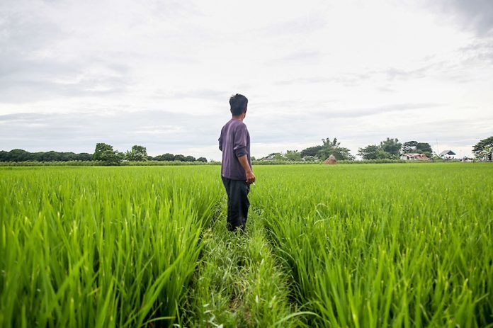 Aside from helping the economy recover from the pandemic, World Bank economist Eli Weiss said agriculture is also important for “poverty reduction, for inclusive growth, and for improved food and nutrition security.” ABS-CBN