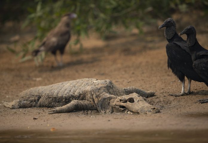 Vultures stand next to the carcass of an alligator on the banks of the Cuiaba River in Brazil, Saturday, Sept. 12, 2020. Wildfire has infiltrated the state park, an eco-tourism destination that is home to thousands of plant and animal species. ANDRE PENNER/AP PHOTO