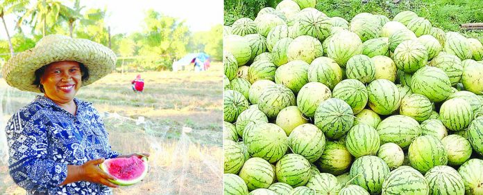 Annie Suela, a watermelon farmer from Sibalom, Antique, availed of LANDBANK’s Agricultural Competitiveness Enhancement Fund loan program in 2019 to finance her watermelon production. With the existing quarantine protocols due to COVID-19, Suela once again relied on LANDBANK’s assistance to cushion the effect of the pandemic on her livelihood.