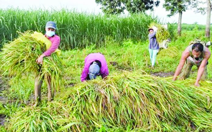 Farmer-members of Hacienda Bagacay Workers CARPer Beneficiaries Association in Hinigaran, Negros Occidental harvest their first produce from the sugarcane-rice cropping system project on Tuesday, Sept. 29, 2020. The project was initiated by the provincial government in partnership with the Sugar Regulatory Administration. NEGROS OCCIDENTAL PIO