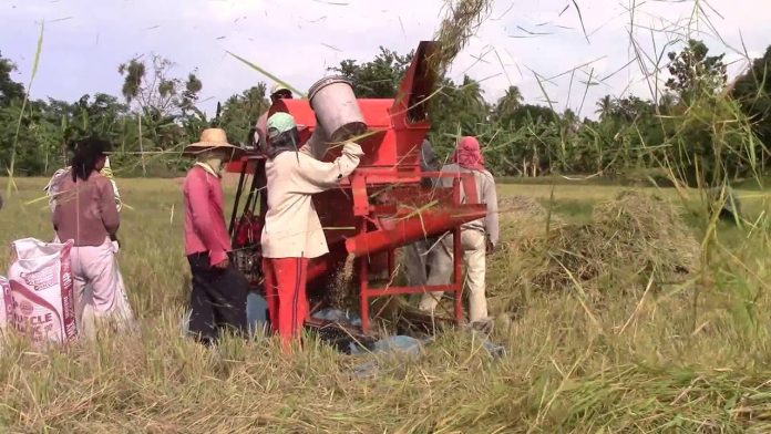 The Agriculture department is discouraging importers from bringing in rice during the harvest season to help local farmers reeling from the continued drop in palay prices. SCREENGRAB FROM YOUTUBE VIA STEVE KNAGGS