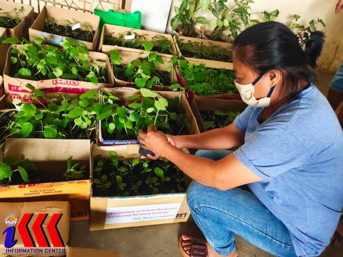 About 7,800 vegetable seedlings were distributed by the Capiz provincial government thru its Office of the Provincial Agriculturist to 240 households in eight barangays in Roxas City. CAPIZ KABALAKA INFORMATION CENTER/FB