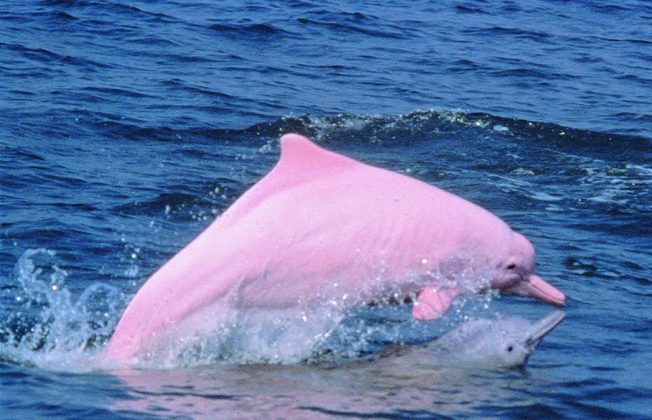 Pink dolphins enjoy comeback in Hong Kong