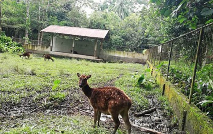 Endangered Visayan spotted deer inside the Mari-it Wildlife and Conservation Park in Barangay Jayubo, Lambunao, Iloilo. PHOTO COURTESY OF PERLA LENA/PNA