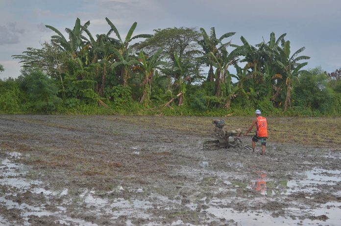 A farmer uses hand tractor to plow the field before planting palay seedlings in Barangay Tigum, Pavia, Iloilo. Director Remelyn Recoter of the Department of Agriculture Region advised farmers to always be on the lookout for weather forecasts with the onset of La Niña. IAN PAUL CORDERO/PN