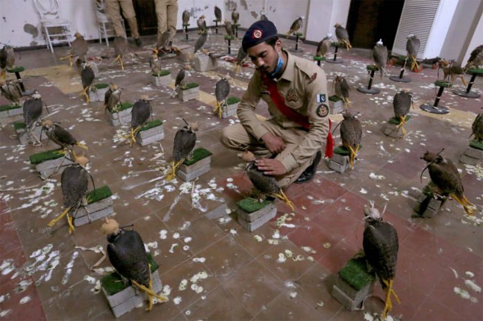 A Pakistan custom official sits beside the confiscated falcons, displayed for media, in Karachi, Pakistan on Saturday. AP