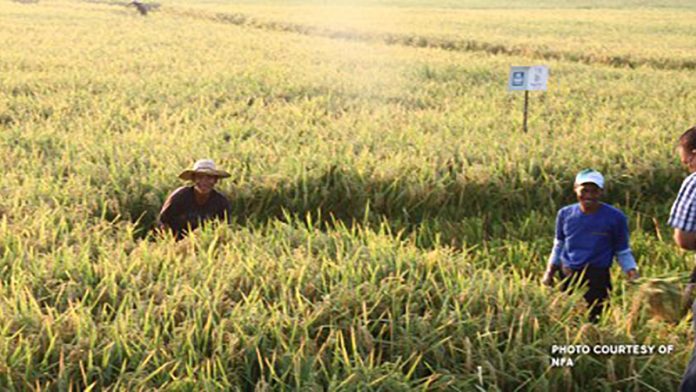 Palay Prices Reach P19 Per Kilo In Top Producing Areas Da