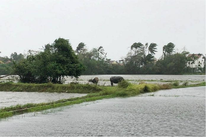 Cattle stand in a flooded field as Typhoon Molave sweeps through Hoi An, Vietnam on Oct. 28, 2020. LOIC DIELS/REUTERS