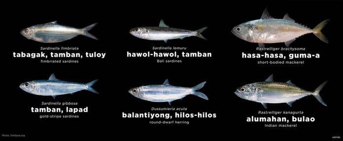 Species not permitted for catching, selling, and buying only include sardines and herrings (tamban/tabagak/tamban-tuloy/balantiong) and mackerels (hasa-hasa/ gumaa/ bulao/alumahan). BFAR VIA DA-6