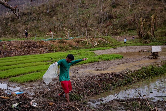 Farmers start to plant rice at a field in Barangay Simamla, Virac Catanduanes on Nov. 7, 2020 after the devastation brought by Typhoon Rolly. GEORGE CALVELO/ABS-CBN NEWS