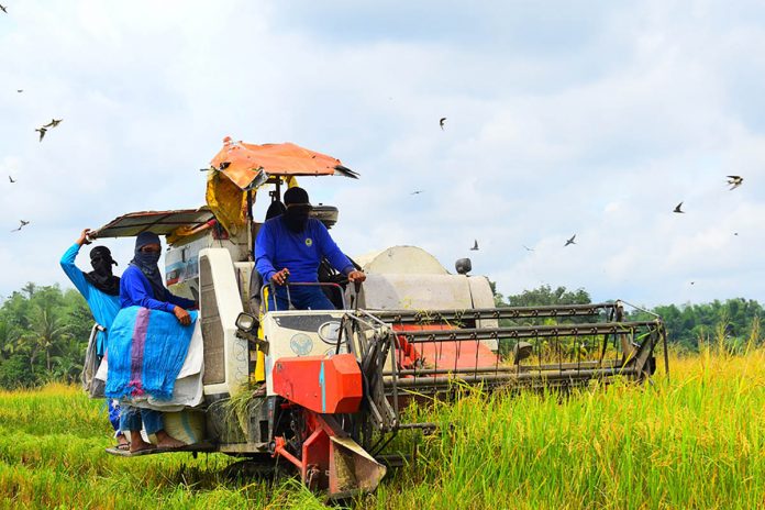 The National Economic and Development Authority said one of the reasons for the increase in agricultural and fishery production in Western Visayas was the implementation of various programs and projects of the Department of Agriculture. These include the infusion of fertilizers, seeds and financial aid. PHOTO BY DEPARTMENT OF AGRICULTURE WV/FB