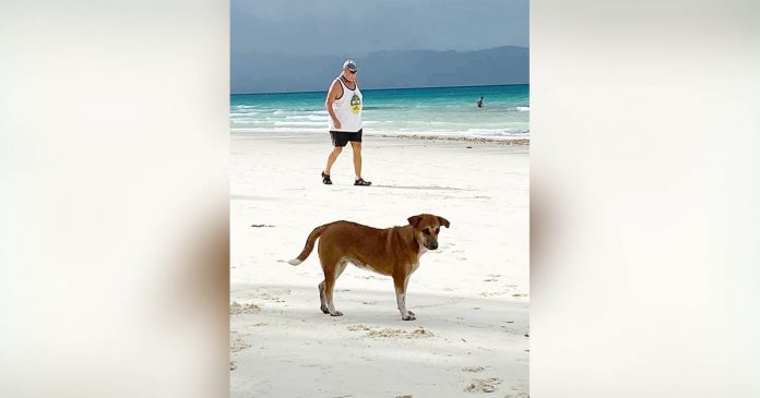 The local government of Malay, Aklan which has jurisdiction over Boracay Island seeks to eliminate stray dogs to protect residents from rabies, a highly fatal disease. PHOTO BY NICKIE CAHILIG