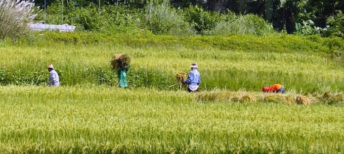 EARLY HARVEST. Rice farmers from Pugo, La Union, advance their harvest to spare their crops from the onslaught of Typhoon “Rolly. PHOTO COURTESY OF MAU VICTA