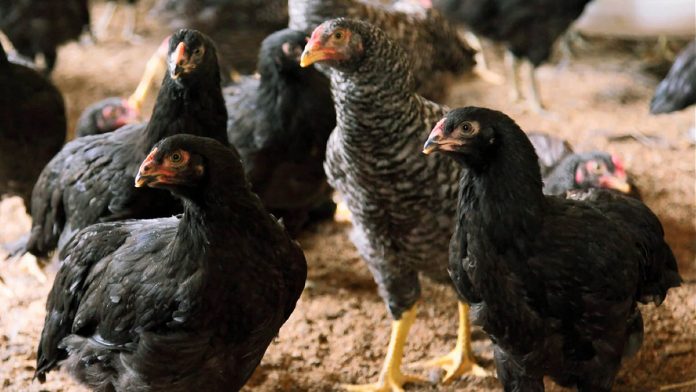 The Philippines temporarily bans the importation of poultry products from Mitoyo City in Kagawa, Japan due to the outbreak of the H5N8 highly pathogenic avian influenza (HPAI) in the area. PHOTO COURTESY OF DAIZEN FARM VIA NIKKEI ASIA