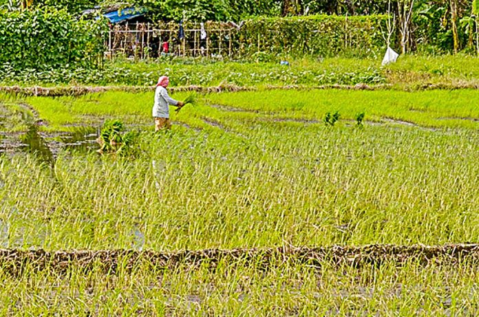 A farmer plants rice crops in Barangay Jibao-an, Pavia, Iloilo on Nov. 4. The Provincial Agriculture Office remains hopeful that local farmers would be able to harvest one million metric tons of rice by the end of the year. IAN PAUL CORDERO/PN