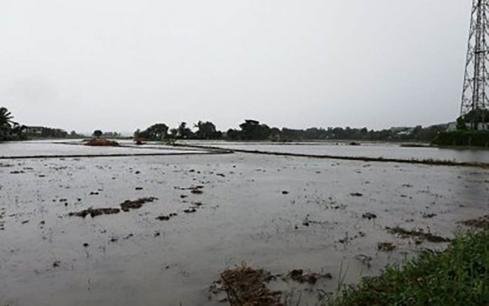 Rice paddies in Antique are flooded at the height of typhoon “Quinta” last week. The typhoon left around P124.25 million in damage in palay plantation, according to the Department of Agriculture. PNA TYPHOON DAMAGE