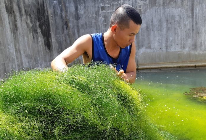 HARVESTING ‘SPAGHETTI ALGAE’ A worker gathers bundles of “spaghetti algae” (Chaetomorpha linum) grown in a hatchery wastewater catchment facility in Tigbauan, Iloilo. Photo by JB Biñas.