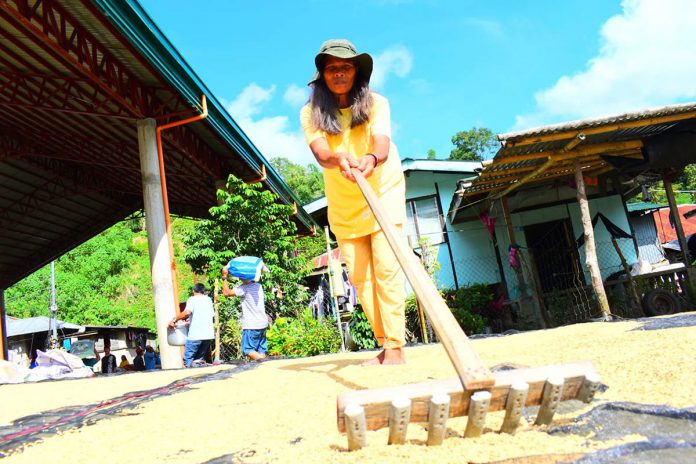 Farmers from Camandag, Leon, Iloilo experienced favorable weather to sun-dry their palay after days of rainfall brought about by Typhoon Ulysses in this photo taken on Nov. 13, 2020. DA WESTERN VISAYAS