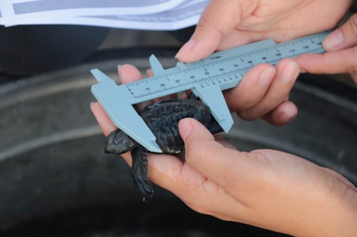 TINY WONDER. The carapace length of an olive ridley turtle hatchling is recorded by staff of the Southeast Asian Fisheries Development Center Aquaculture Department prior to its release to the sea. Photo by JF Aldon