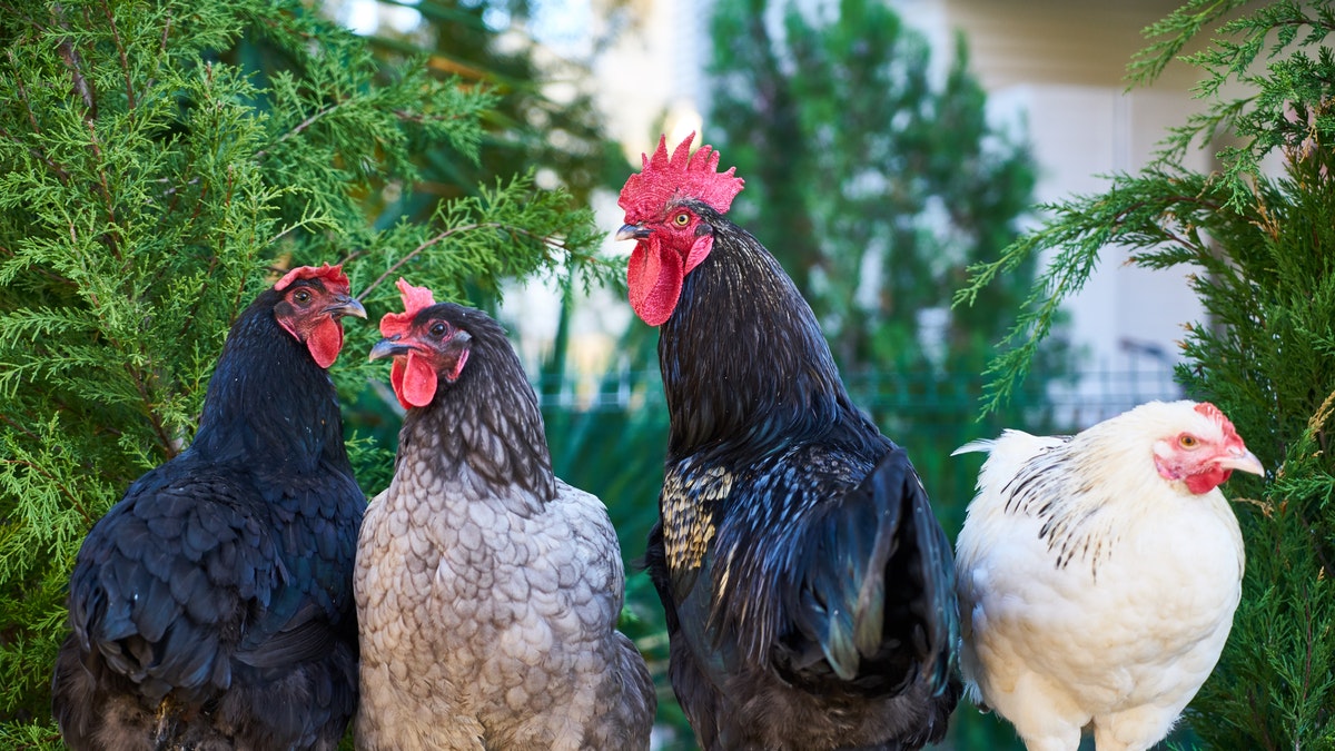 Dutch cull 190,000 chickens after bird flu outbreaks