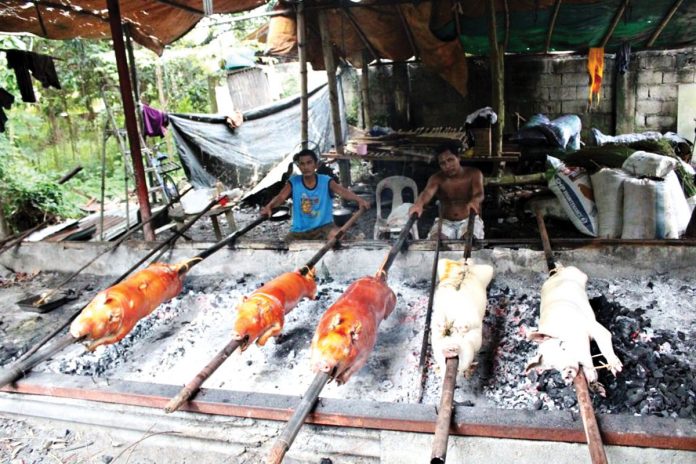 These roasted pigs or lechon courtesy of the provincial government of Antique are for Antiqueño sacadas working in Negros Occidental in line with the annual Bisita Sacada Program of the provincial government. ANTIQUE PIO PHOTO