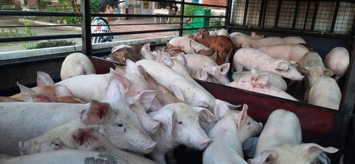 The Department of Agriculture urges hog raisers in Western Visayas to be more aggressive in protecting the local industry from the African swine fever. Eighty percent of the region’s hog raisers are on a backyard-scale. DA-6 PHOTO