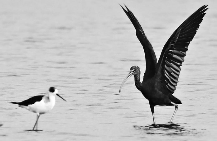 RARE VISITOR This migratory bird Glossy ibis (right) has been documented at the Hinactacan wetlands in La Paz, Iloilo City on Nov. 29, 2020. The Department of Environment and Natural Resources is urging the public to protect wetlands where migratory birds thrive. PHOTO BY RACHEL CASIO, DENR-6