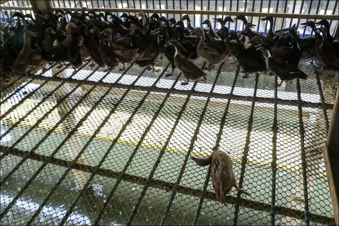 A duck dies at a poultry farm in San Luis, Pampanga. The death of one or two ducks per thousand is considered normal according to raisers in Pampanga. JONATHAN CELLONA/ABS-CBN NEWS